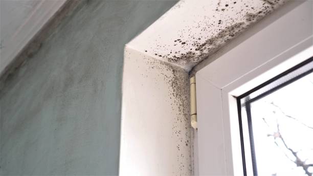 Best Kitchen Mold Remediation in Hilltop, SC