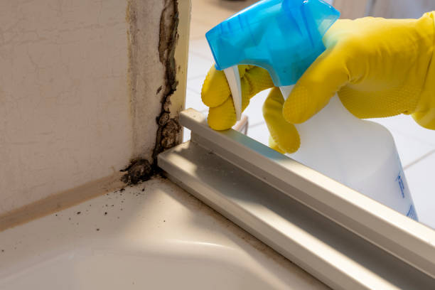 Best Residential Mold Remediation in Hilltop, SC