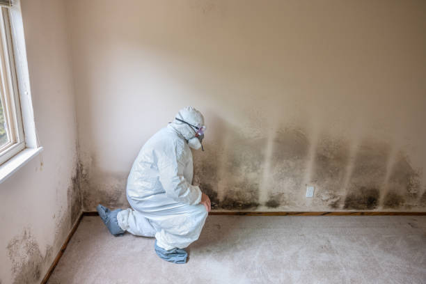 Best Mold Remediation for Specific Building Types in Hilltop, SC