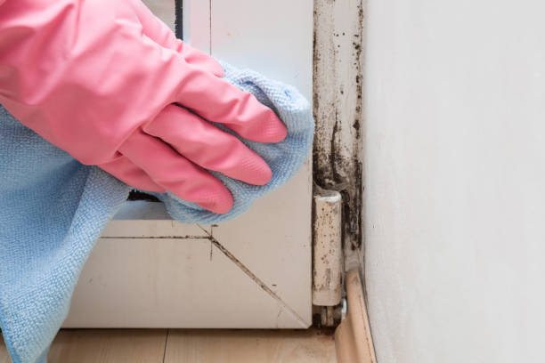 Best Attic Mold Remediation in Hilltop, SC